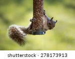 Eastern Gray Squirrel Stealing...