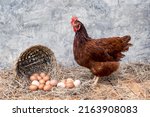 Small photo of many organic eggs on a straw with basket basketry and hen Rhode Island Red on a wooden floor with background bare plaster or loft style.