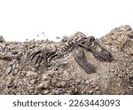 Small photo of Tyrannosaurus rex fossil skeleton in the ground. Digging dinosaur fossils concept isolated on white background and copy space.