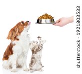 Small photo of Сavalier King Charles Spaniel puppy and tabby kitten sit togetherand look away and up on bowl of dry food. isolated on white background