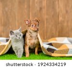 Young Toy Terrier Puppy And...