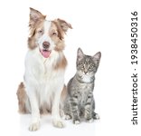 Border Collie Dog And Kitten...