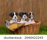 Young German Boxers Puppy Sit...