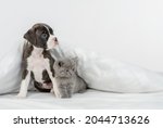 German Boxer Puppy And Tiny...