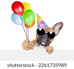 French Bulldog puppy Wearing party cap holds balloons and looks above empty white banner. isolated on white background