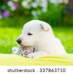 White Swiss Shepherd S Puppy...