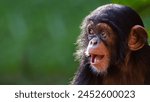 Chimpanzees in africa  in...