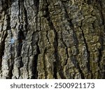 Large tree bark texture pattern featuring natural wood patterns and rough bark, Tree bark texture background