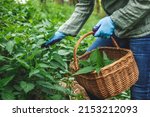 Harvesting stinging nettle at springtime. Woman with gardening gloves picking fresh green nettle plant into wicker basket