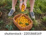 Small photo of Farmer picking yellow mirabelle plum fruits into wicker basket. Harvest fruit in orchard
