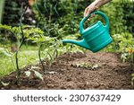 Watering tomato plant in...