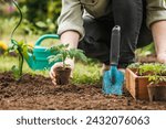 Gardener planting seedling of...