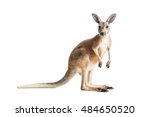 Red kangaroo on white background.