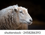 Sheep  sheep photography  farm...