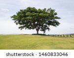 Tree In Golf Course .view Of...