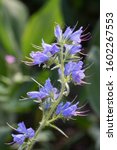 Small photo of Closeup of blueweed flowers (Echium vulgare)