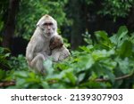 Mother Monkey With Baby On Tree ...