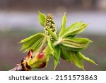 An open chestnut bud on a tree branch on a blurry background. Young spring shoots conkers closeup