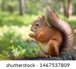 A Squirrel In A Park Sits On A...