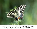 Swallowtail Butterfly  Papilio...