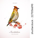 Watercolor Painting Wild Bird...