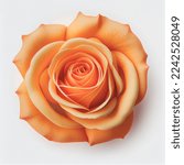 Top view of orange rose flower...