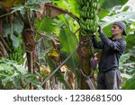 Small photo of Tenerife, Canary islands - October 15, 2018: Worker of a farm deflowering a bunch of bananas in a plantation in the south of the island