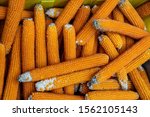 Flint Corn Orange Color For...