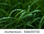 Fresh green grass with dew drops close up. Water driops on the fresh grass after rain. Light morning dew on the green grass.