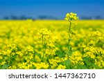 Mustard Flower Field Is Full...