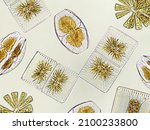 Small photo of Diatoms, algae under microscopic view, phytoplankton, fossils, silica, golden yellow algae