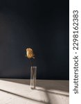 Small photo of Single dried rose in glass vile on white textured counter top with dark background. Window light, minimal modern design, copy space.