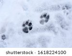 Close-up of animal tracks in the snow