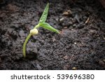 Fresh Green Leaf Free Stock Photo - Public Domain Pictures
