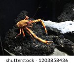 Eumunida picta or a  or Squat lobster.