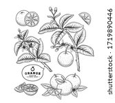 vector sketch citrus fruit... | Shutterstock .eps vector #1719890446