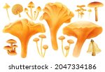 mushroom  elements illustration ... | Shutterstock . vector #2047334186