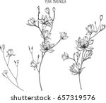 pink magnolia flowers drawing... | Shutterstock .eps vector #657319576