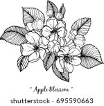 apple blossom illustration on... | Shutterstock .eps vector #695590663