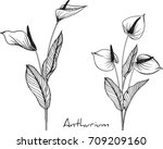  Anthurium Flowers Illustration ...