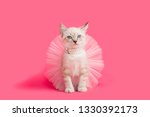 Small photo of Siamese Kitten wearing a pearl necklace and a pink tutu ballet skirt, pink background.