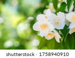 Beautiful white jasmine flowers. Beautiful blooming jasmine branch with white flowers. Natural background with jasmine flowers on a bush. Selective focus.