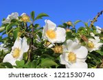 White Flowers Of Rosa Laevigata ...