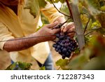 close-up man picking red wine grapes on vine in vineyard