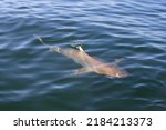 Small photo of bronze whaler or copper shark, Carcharhinus brachyurus, swimming at the surface in False Bay, South Africa