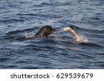 Cape Fur Seal  Arctocephalus...