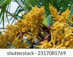 Small photo of Trachycarpus fortunei. The yellow flower of the Chinese hemp palm. It is an inflorescence composed of many single flowers. The cob is multi-branched and hangs from a thick stem.