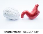 Brain and stomach. Anatomical models of human brain and stomach are on white background. Photo visualizing relationship of nervous and digestive system, gut-brain connection or axis, brain in belly