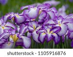 Small photo of Irises in Horikiri iris garden / Horikiri iris garden is a garden free of admission fee located in Katsushika Ward, Tokyo, Japan