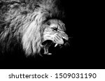 Lion - ROARING LION in black and white